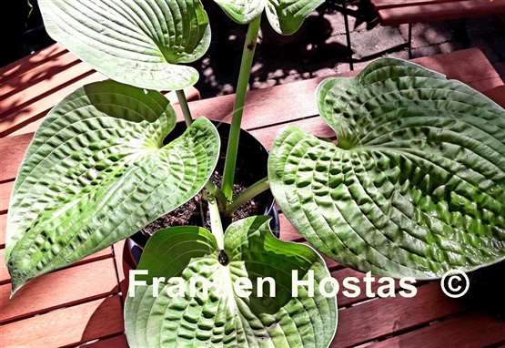 Hosta Ovalwood